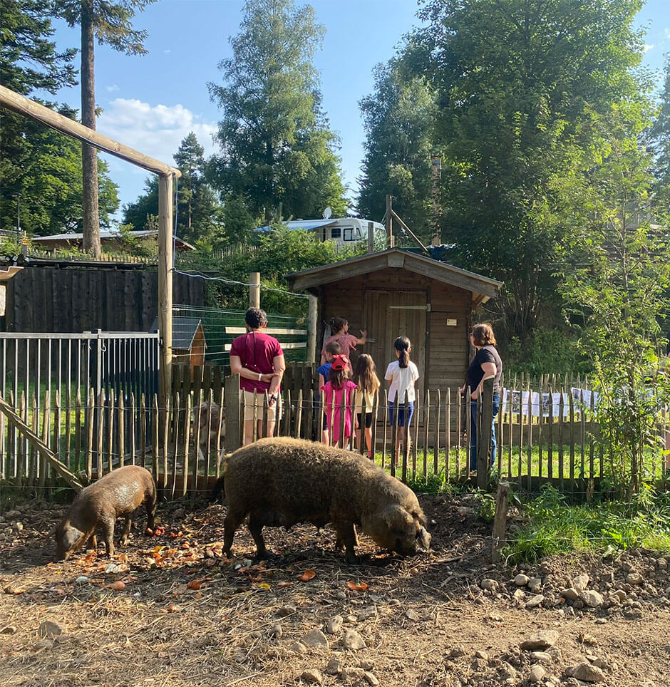 La Mini-Ferme du camping en Auvergne les Murmures du Lignon : une expérience magique en Haute-Loire